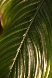 Lush green leaf of tropical plant as background, closeup