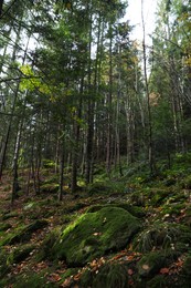 Photo of Picturesque view of trees and moss on stones in beautiful forest