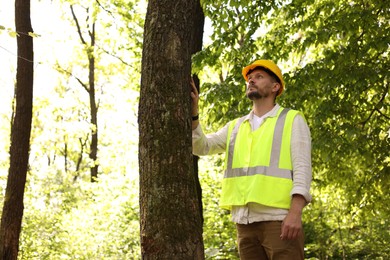 Photo of Forester in hard hat examining tree in forest