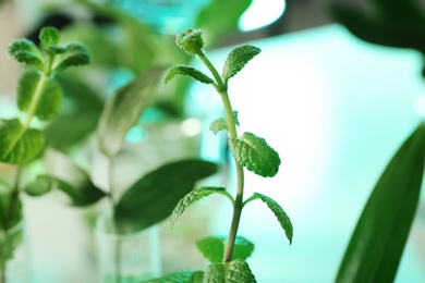 Photo of Green plant on blurred background, closeup. Biological chemistry
