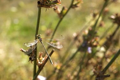 Photo of Beautiful dragonfly on plant outdoors, closeup view. Space for text