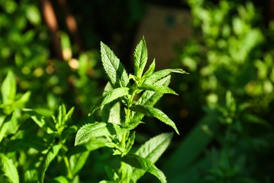 Photo of Beautiful mint with lush green leaves growing outdoors, closeup