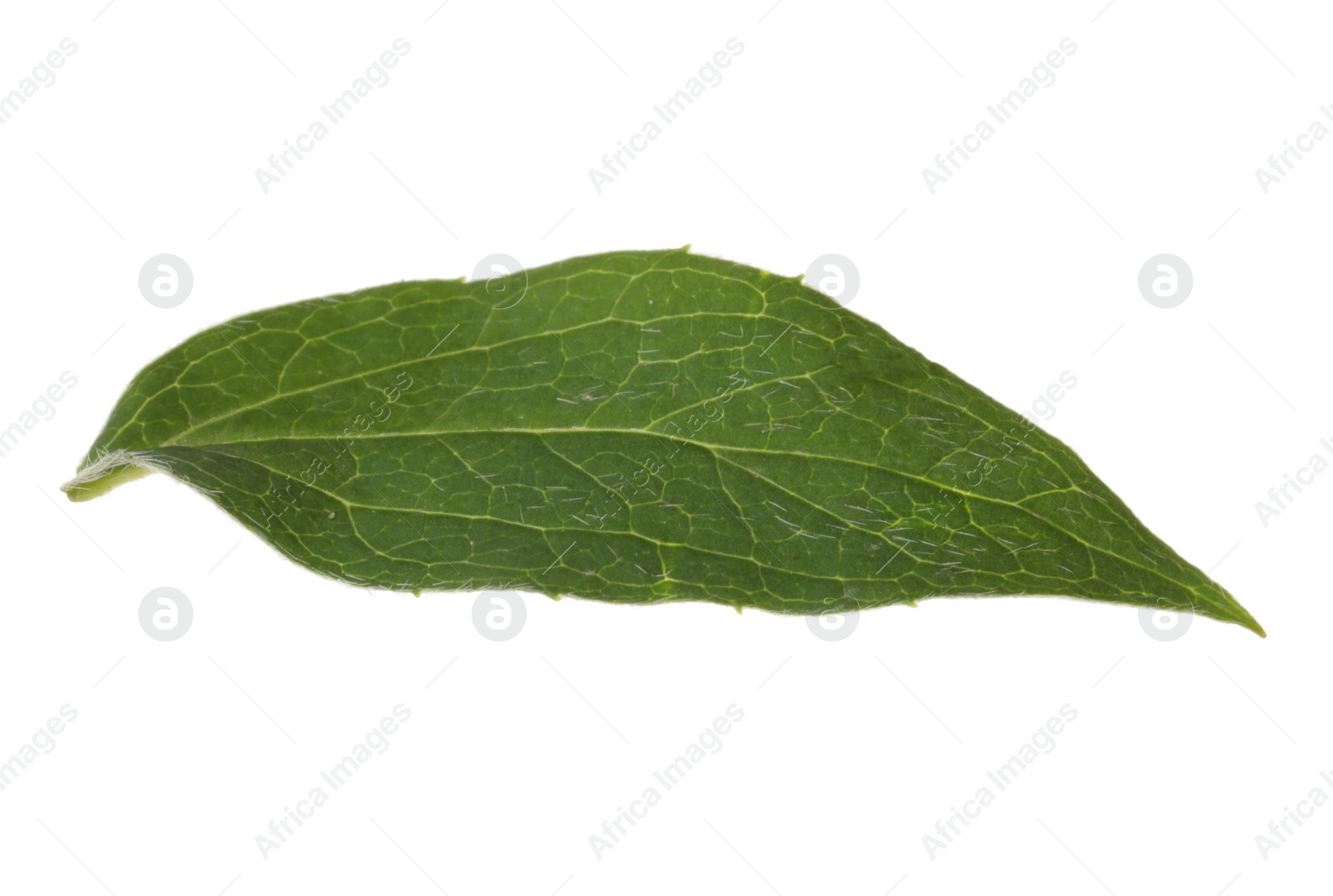 Photo of Fresh green jasmine leaf isolated on white