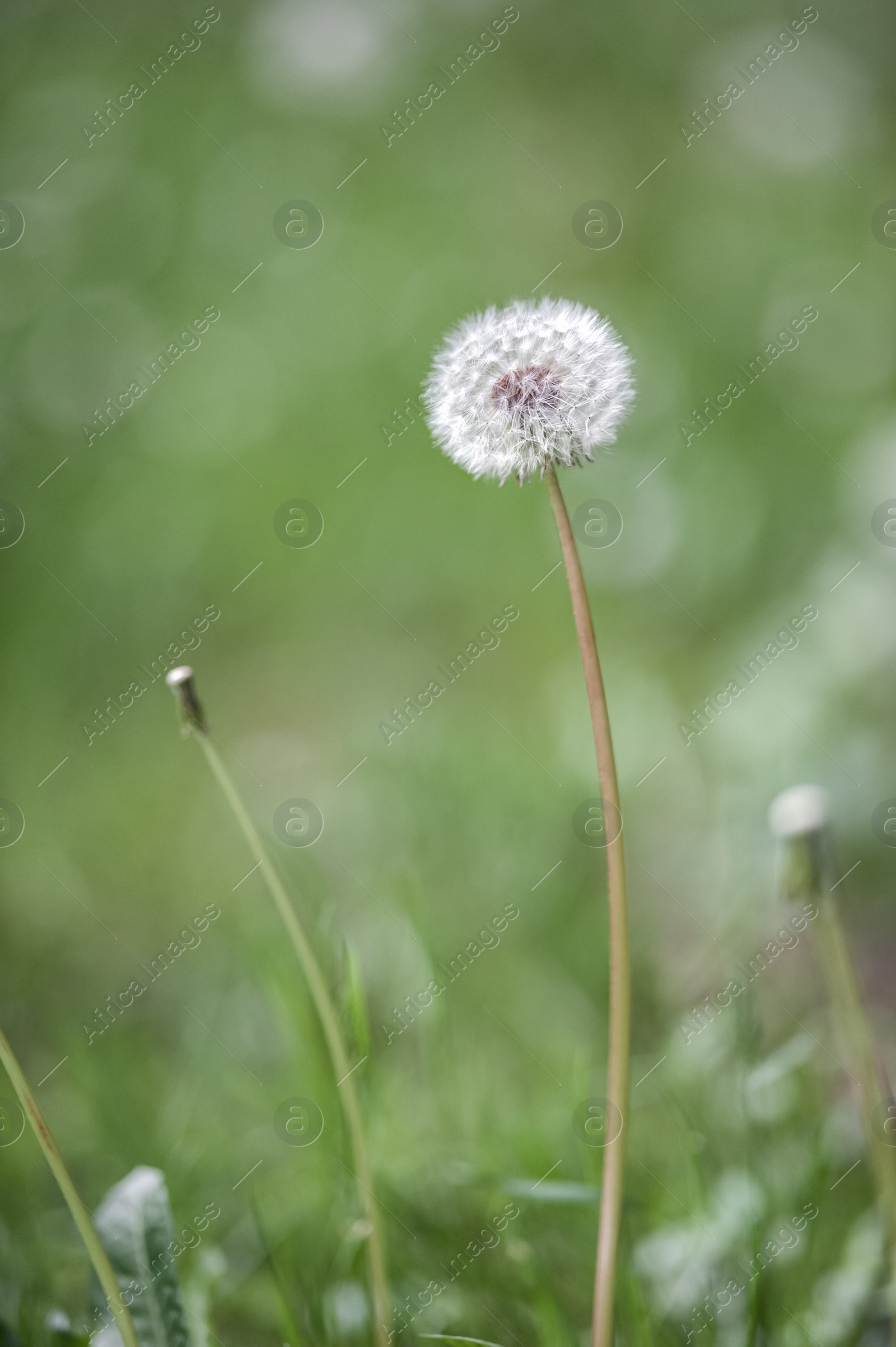 Photo of Beautiful dandelion in green grass outdoors, closeup view