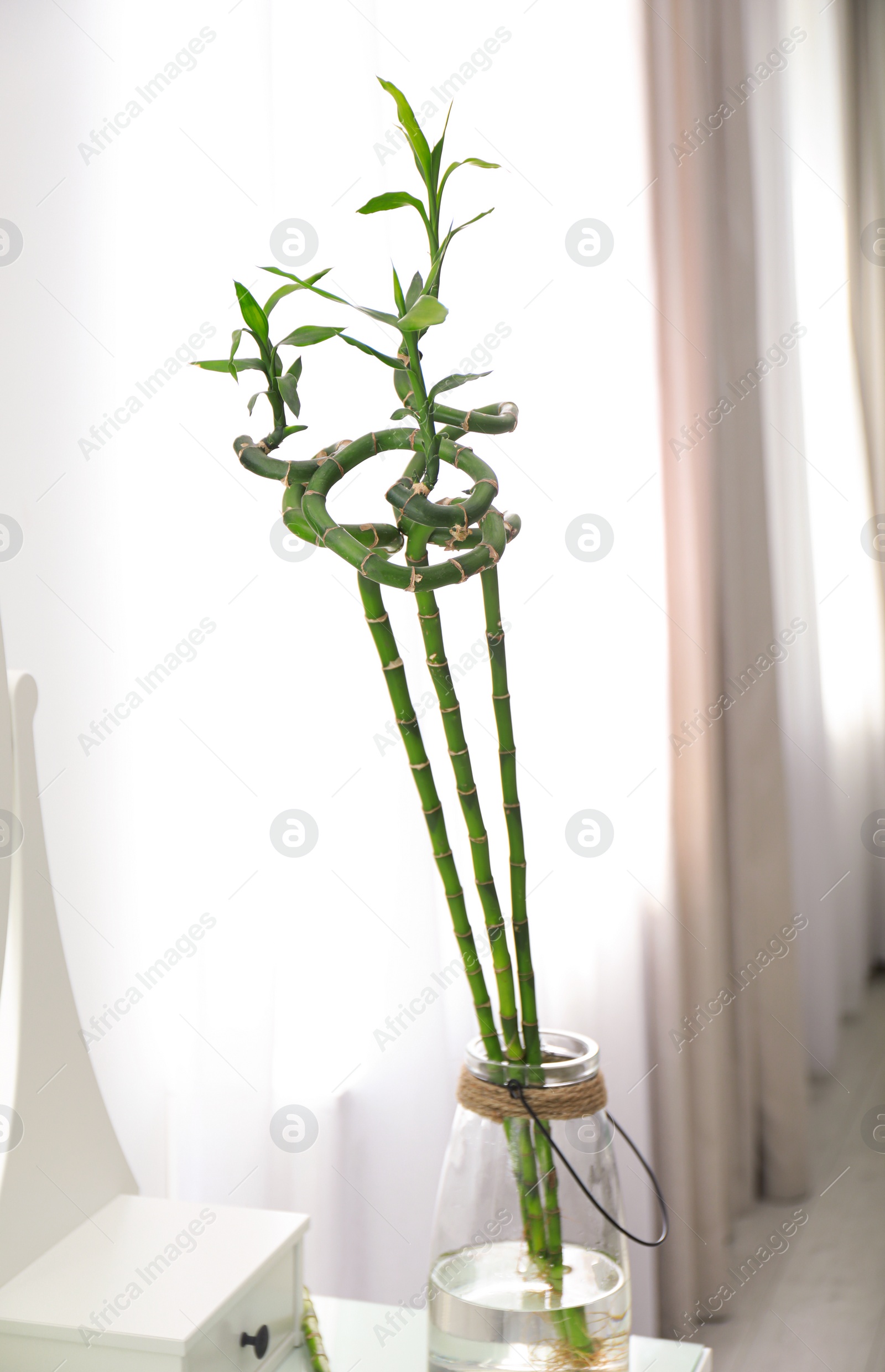 Photo of Green tropical plant in vase on table. Modern decor for stylish interior