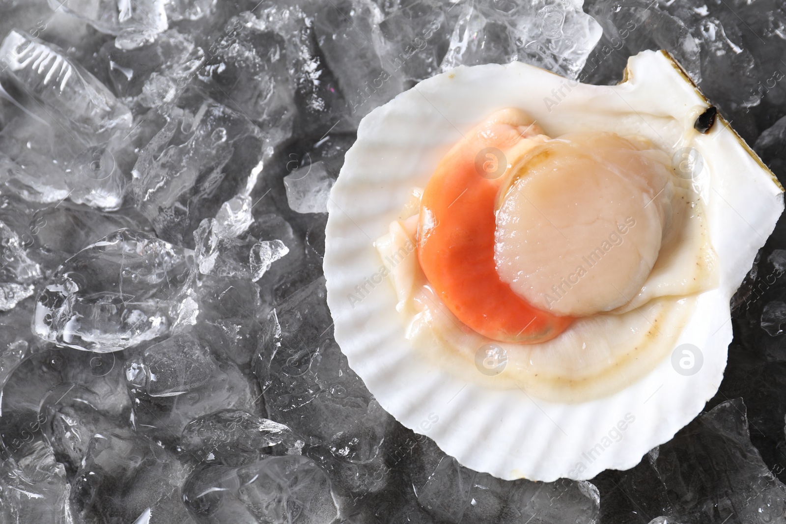 Photo of Fresh raw scallop in shell on ice cubes, top view. Space for text