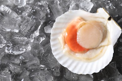 Photo of Fresh raw scallop in shell on ice cubes, top view. Space for text