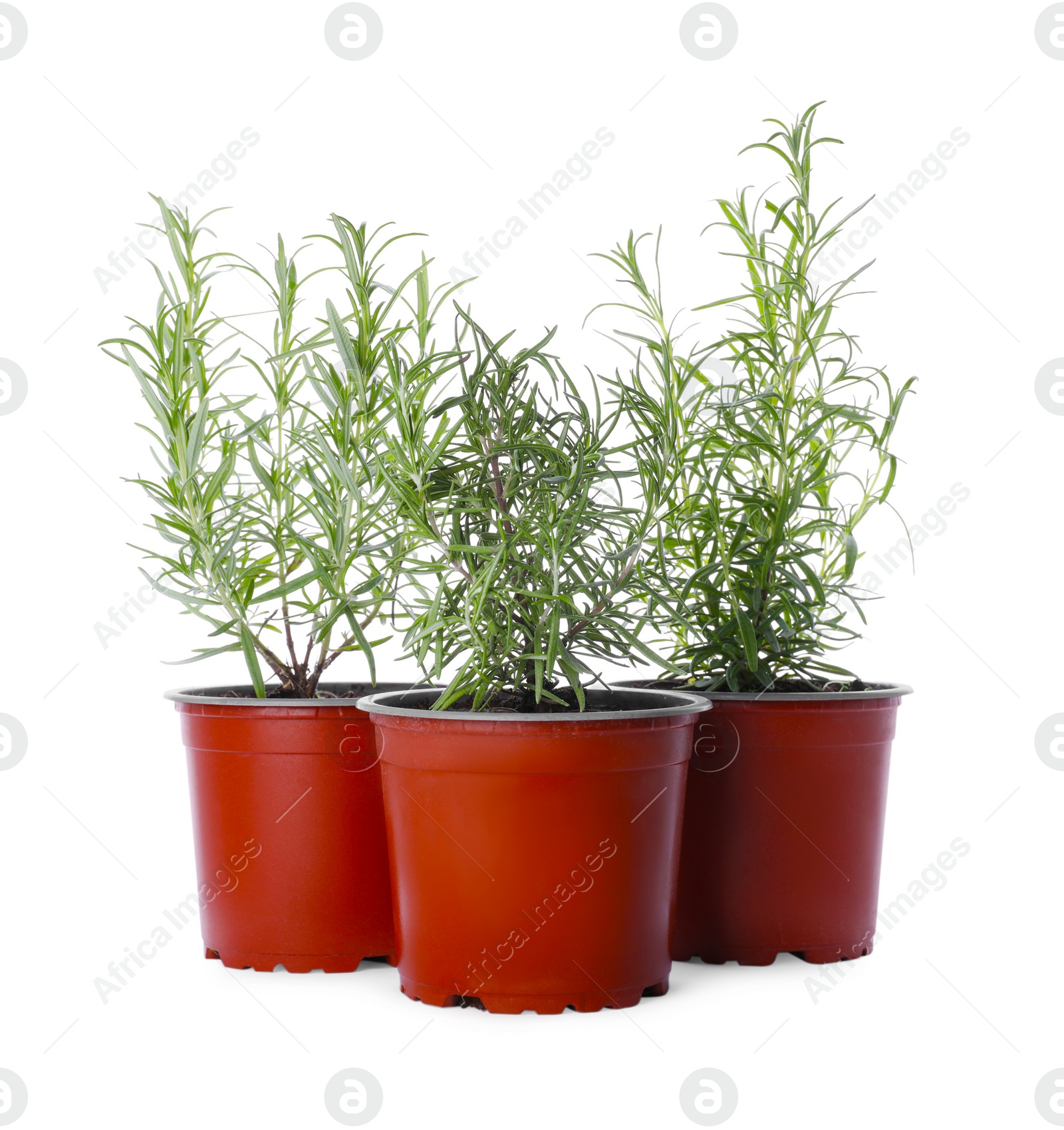 Photo of Aromatic green potted rosemary on white background