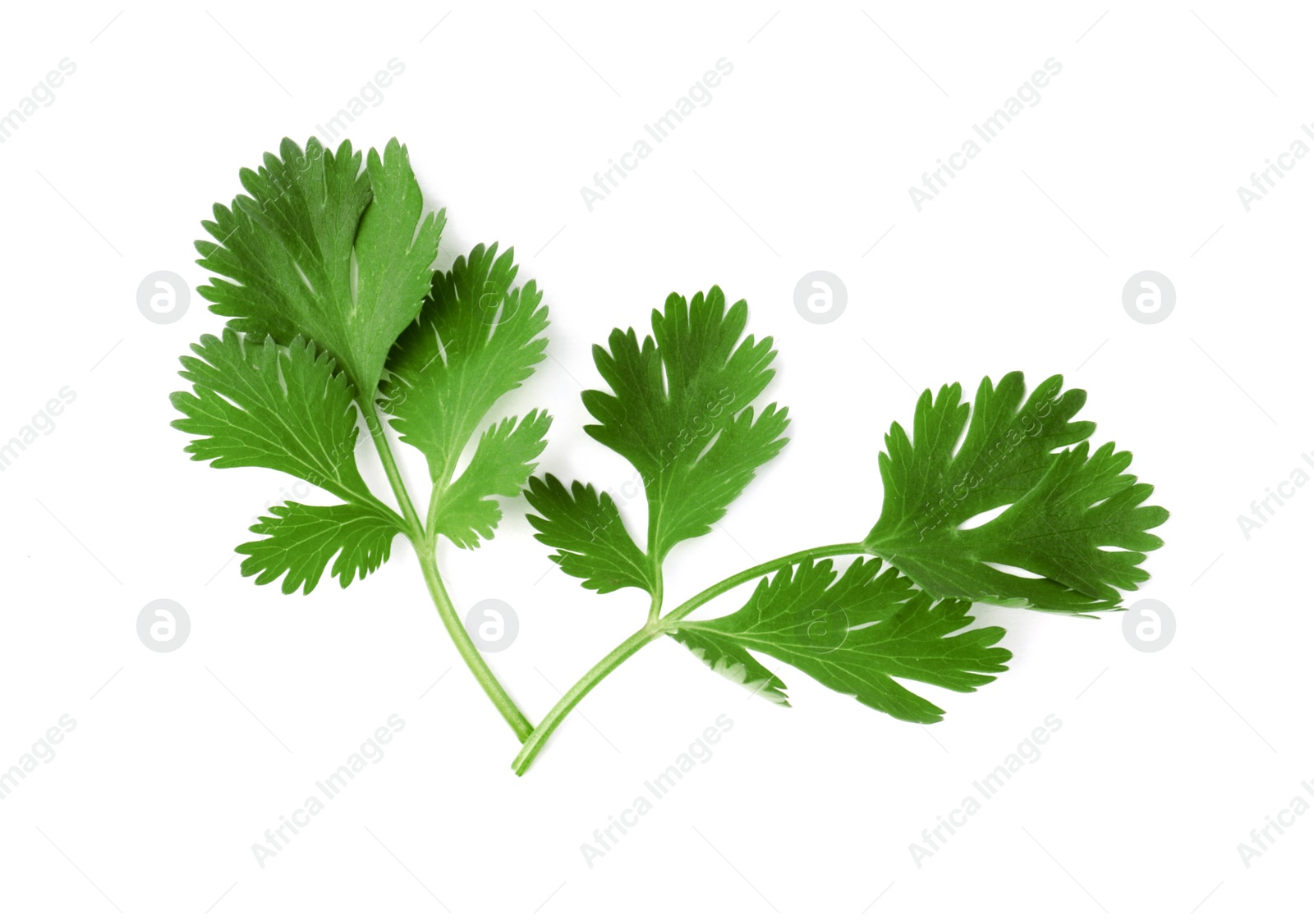 Photo of Aromatic fresh green cilantro isolated on white, top view