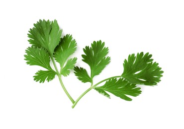 Photo of Aromatic fresh green cilantro isolated on white, top view