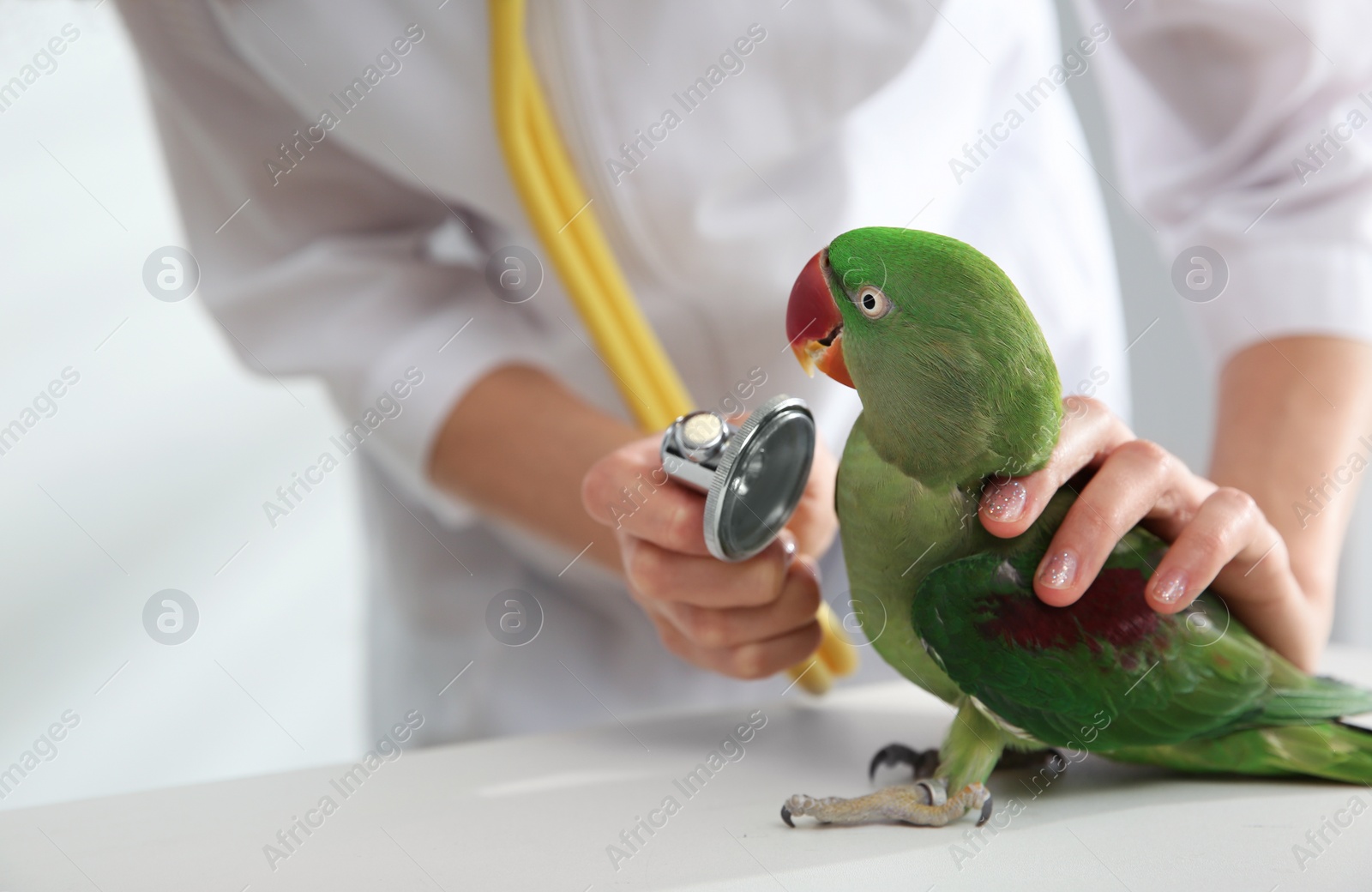 Photo of Veterinarian examining Alexandrine parakeet in clinic, closeup