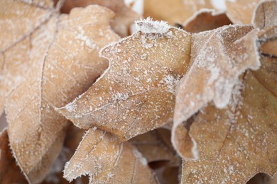 Photo of Dried maple leaves covered with hoarfrost outdoors on cold winter morning, closeup