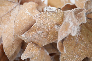 Dried maple leaves covered with hoarfrost outdoors on cold winter morning, closeup