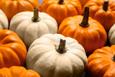 Photo of Many white and orange pumpkins as background, closeup