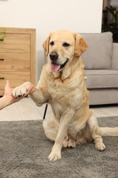 Cute Labrador Retriever dog giving paw to man at home