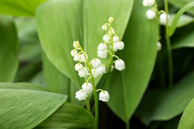 Beautiful fragrant lily of the valley as background