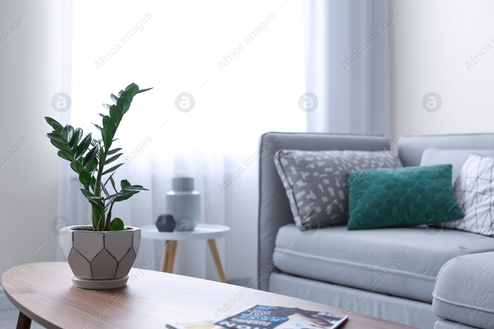 Photo of Table with plant in elegant living room interior