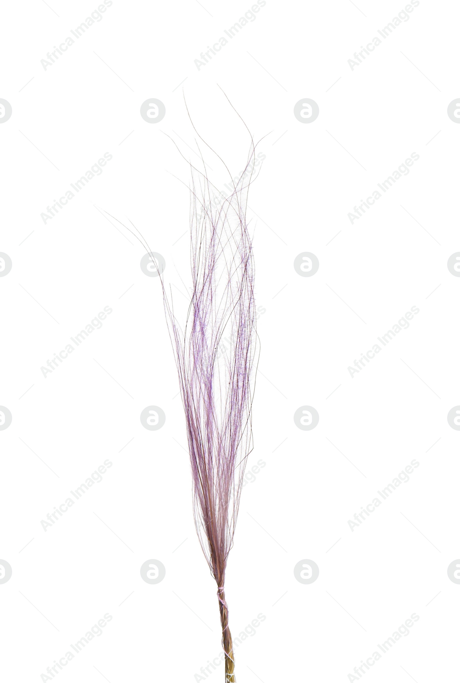 Photo of Beautiful tender dried flower on white background.