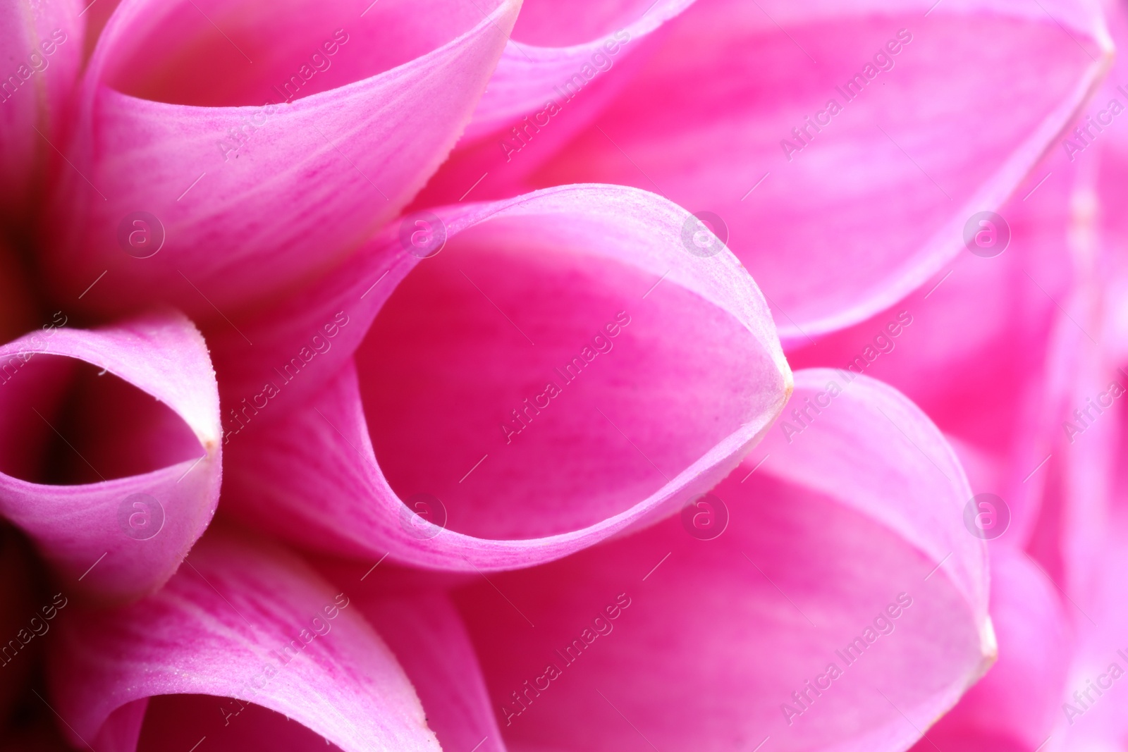 Photo of Beautiful Dahlia flower with pink petals as background, macro view