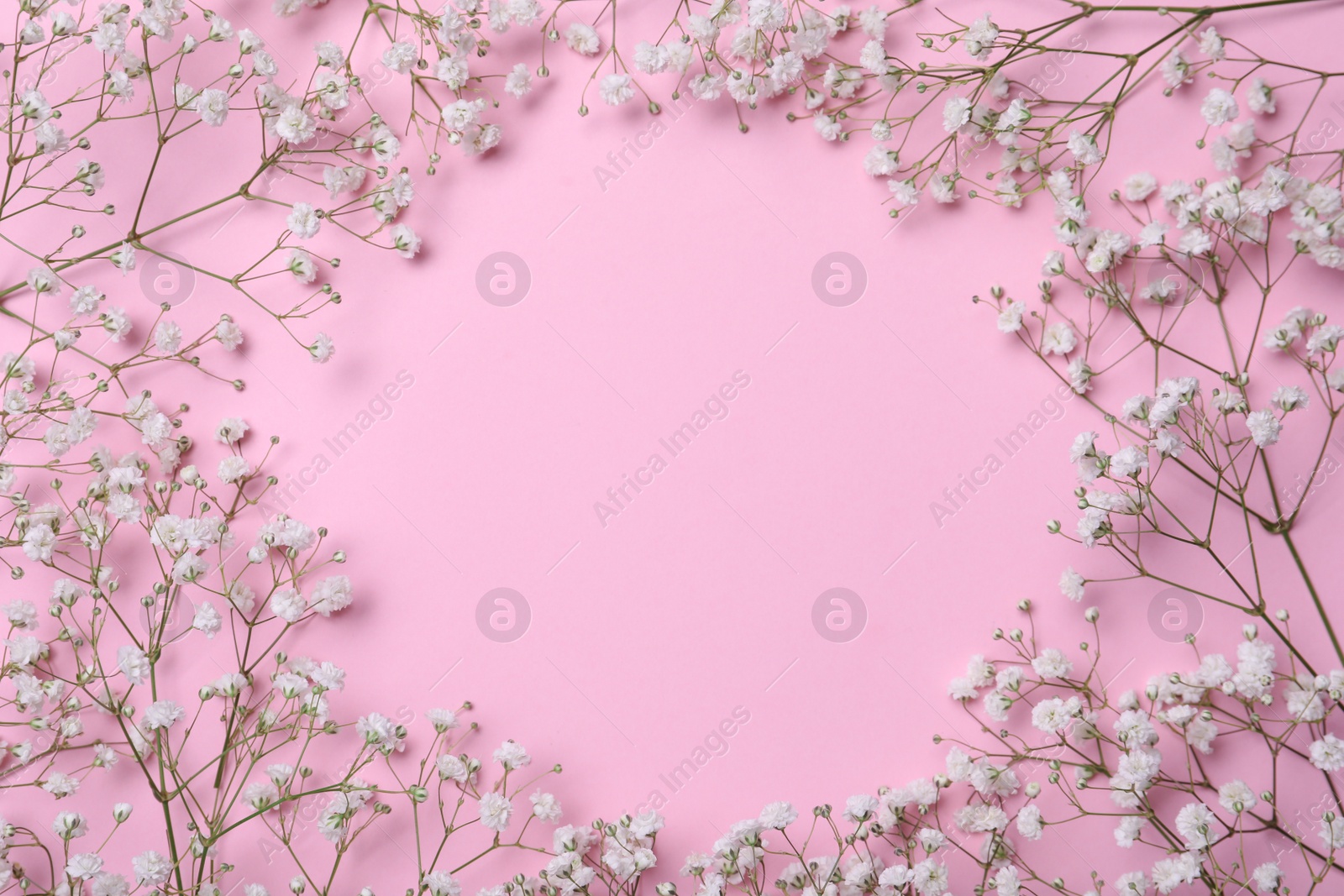 Photo of Frame of beautiful gypsophila flowers on pink background, flat lay. Space for text