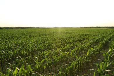 Photo of Beautiful agricultural field with green corn plants on sunny day