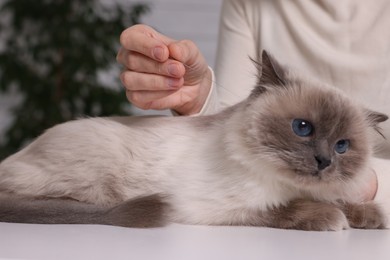Photo of Veterinary holding acupuncture needle near cat's head indoors, closeup. Animal treatment