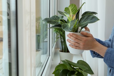Photo of Woman with beautiful houseplant near window indoors, closeup