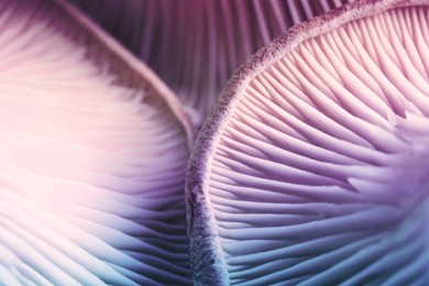 Image of Fresh psilocybin mushrooms, closeup view. Gills of magic mushrooms, color toned