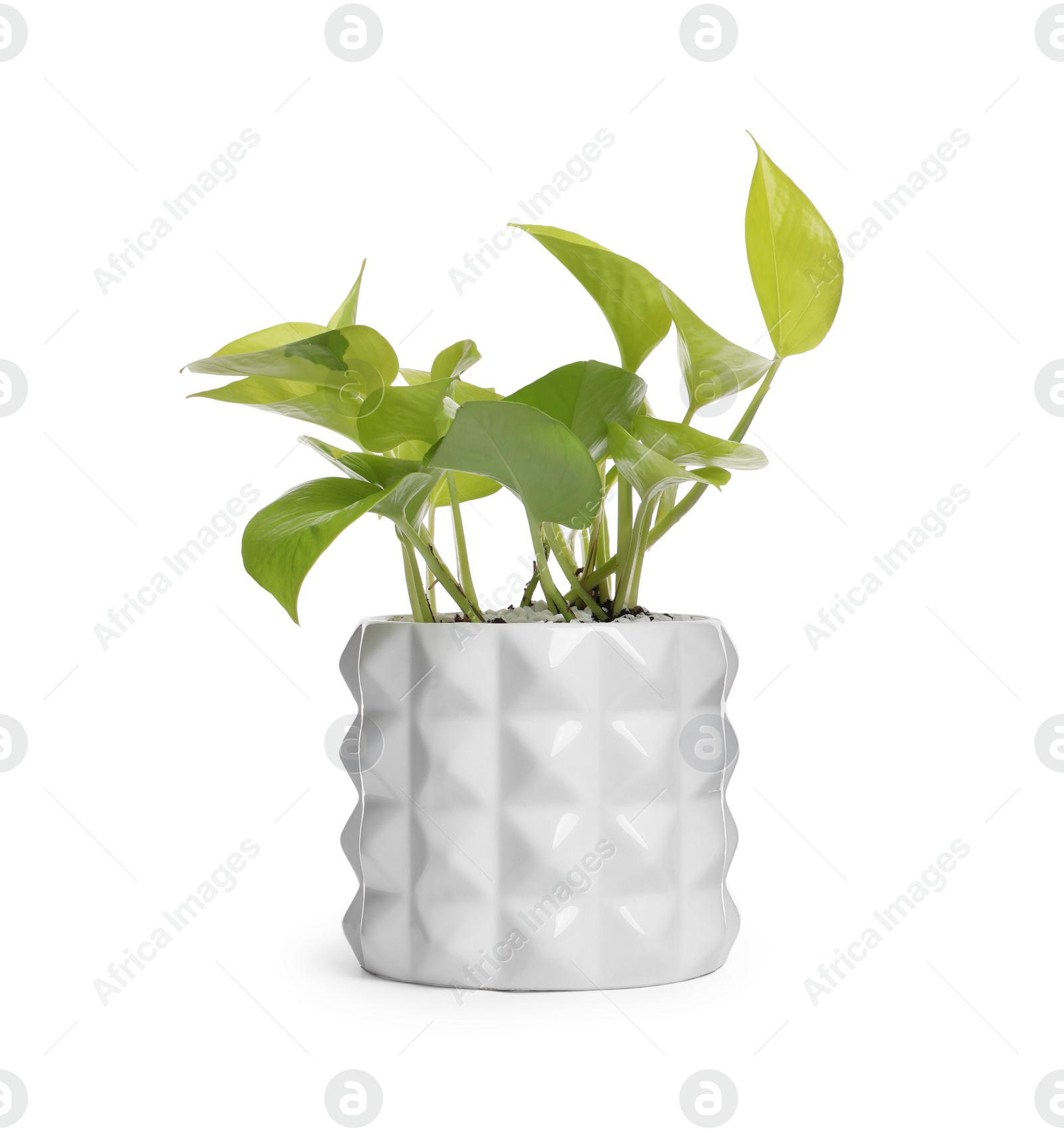 Photo of Scindapsus in pot isolated on white. House plant