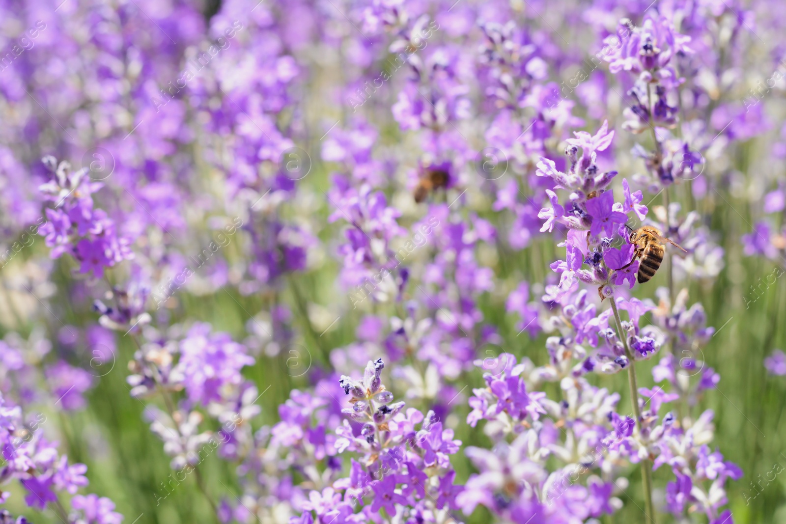 Photo of Beautiful lavender flowers growing in field, closeup