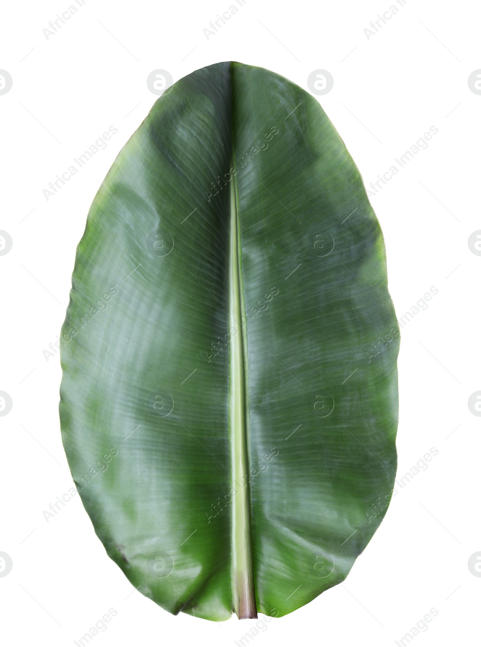 Photo of Fresh green banana leaf on white background. Tropical foliage