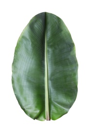 Photo of Fresh green banana leaf on white background. Tropical foliage