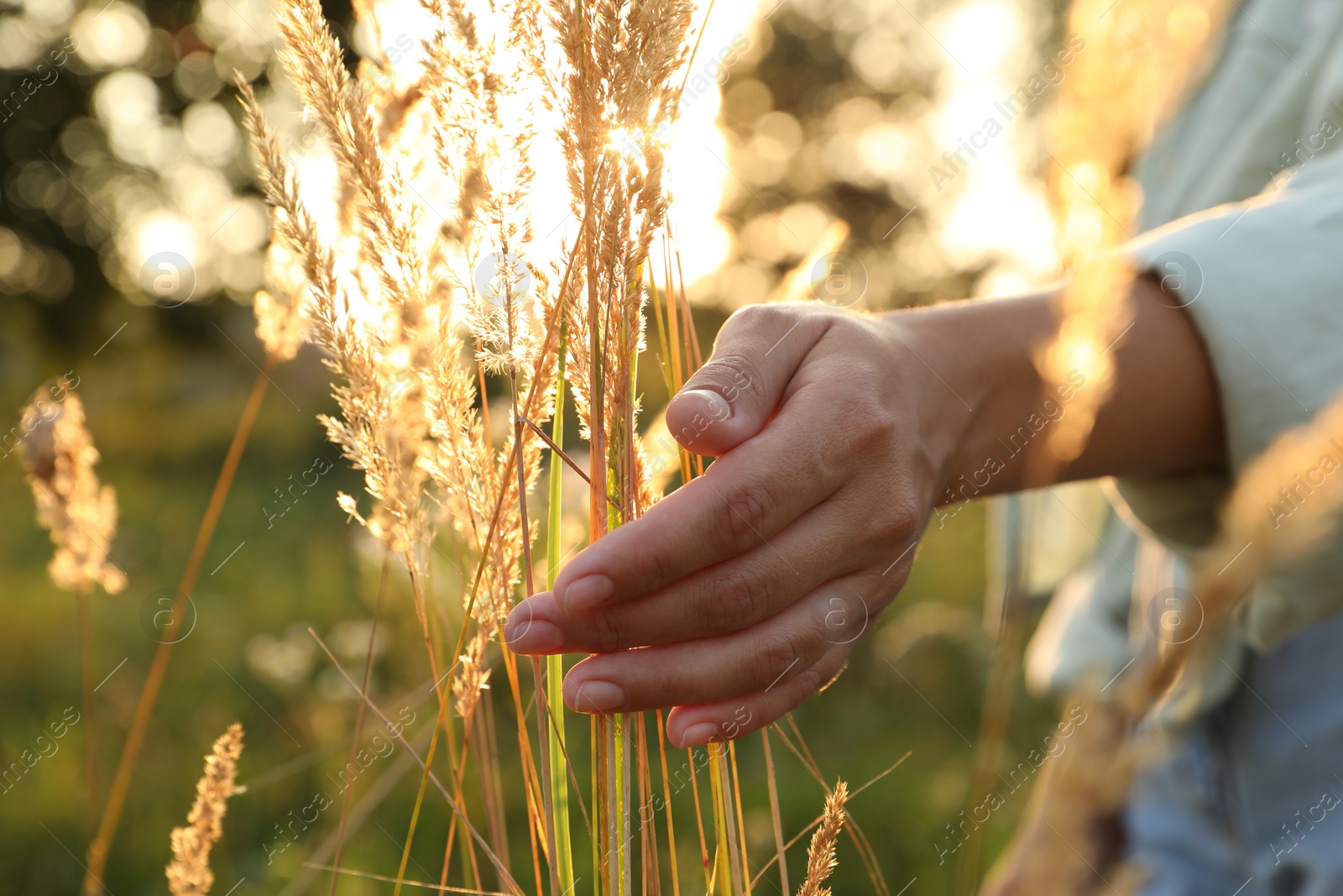 Photo of Woman walking through meadow and touching reed grass at sunset, closeup