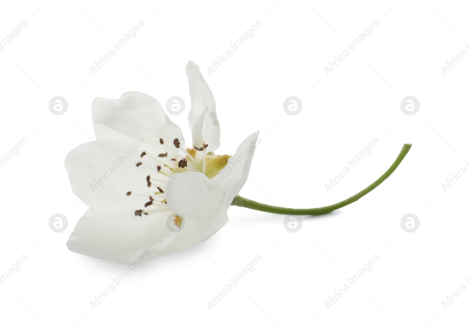 Photo of Beautiful flower of blossoming pear tree on white background