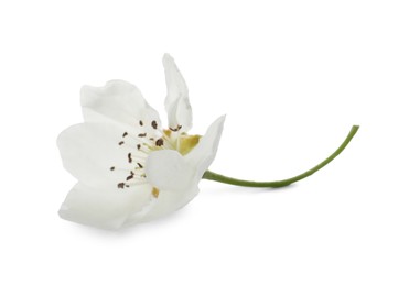 Beautiful flower of blossoming pear tree on white background