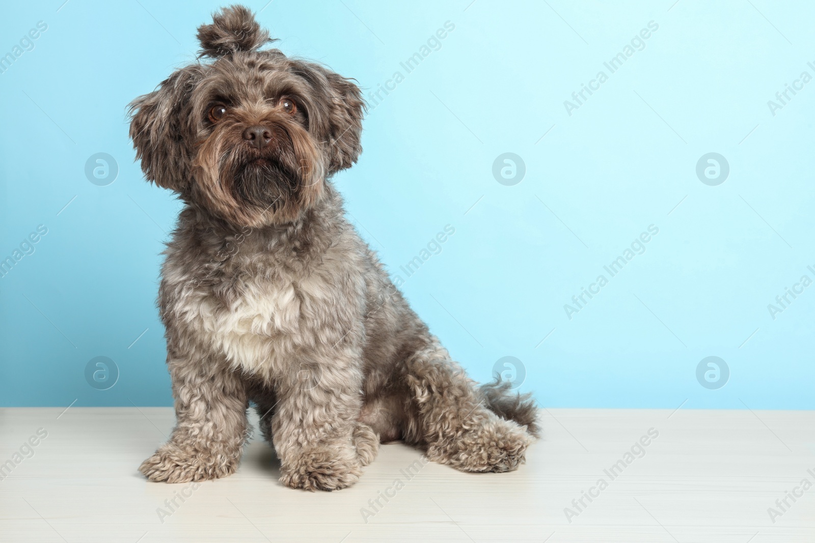 Photo of Cute Maltipoo dog on white table against light blue background, space for text. Lovely pet