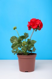 Photo of Beautiful potted geranium flower on white table against light blue background