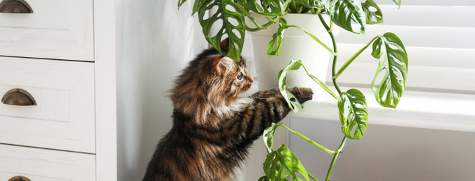 Image of Adorable cat playing with house plant at home. Banner design