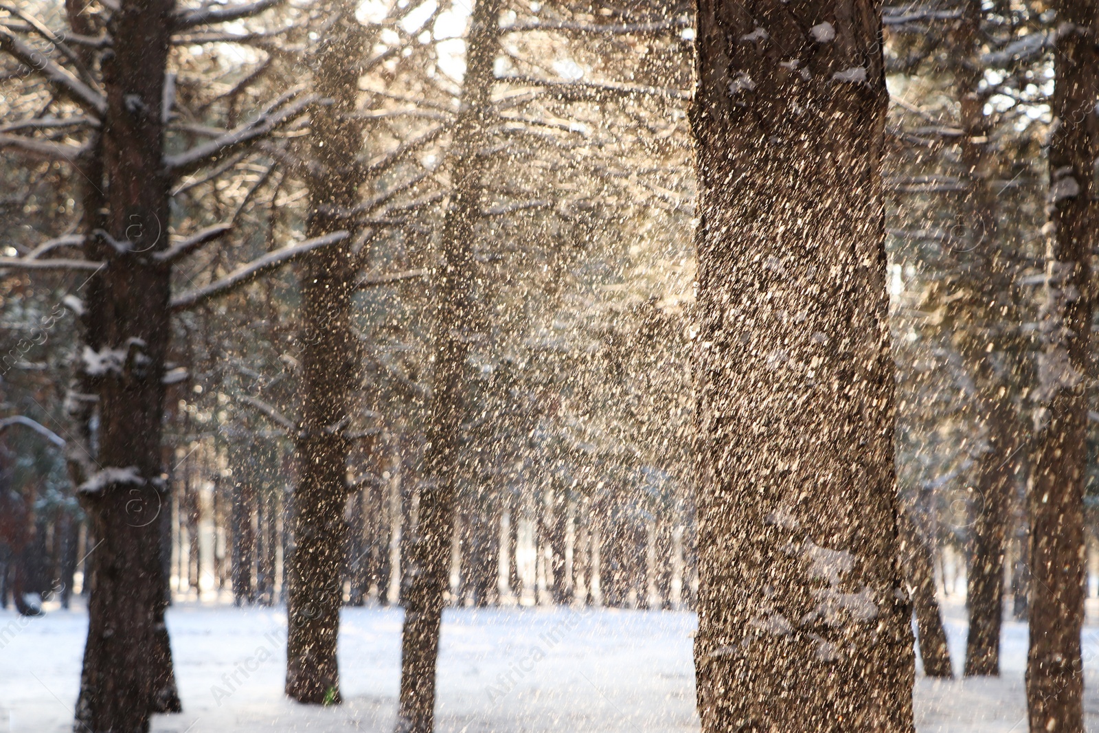 Photo of Picturesque view of snowy pine forest in winter morning