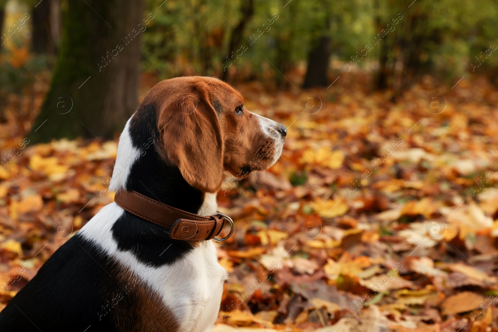 Photo of Adorable Beagle dog in stylish collar in autumn park. Space for text