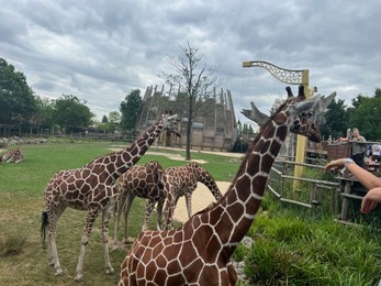 Photo of Rotterdam, Netherlands - August 27, 2022: Group of beautiful giraffes in zoo enclosure