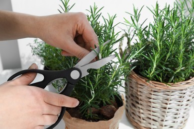 Photo of Woman cutting aromatic green rosemary sprig on white background, closeup