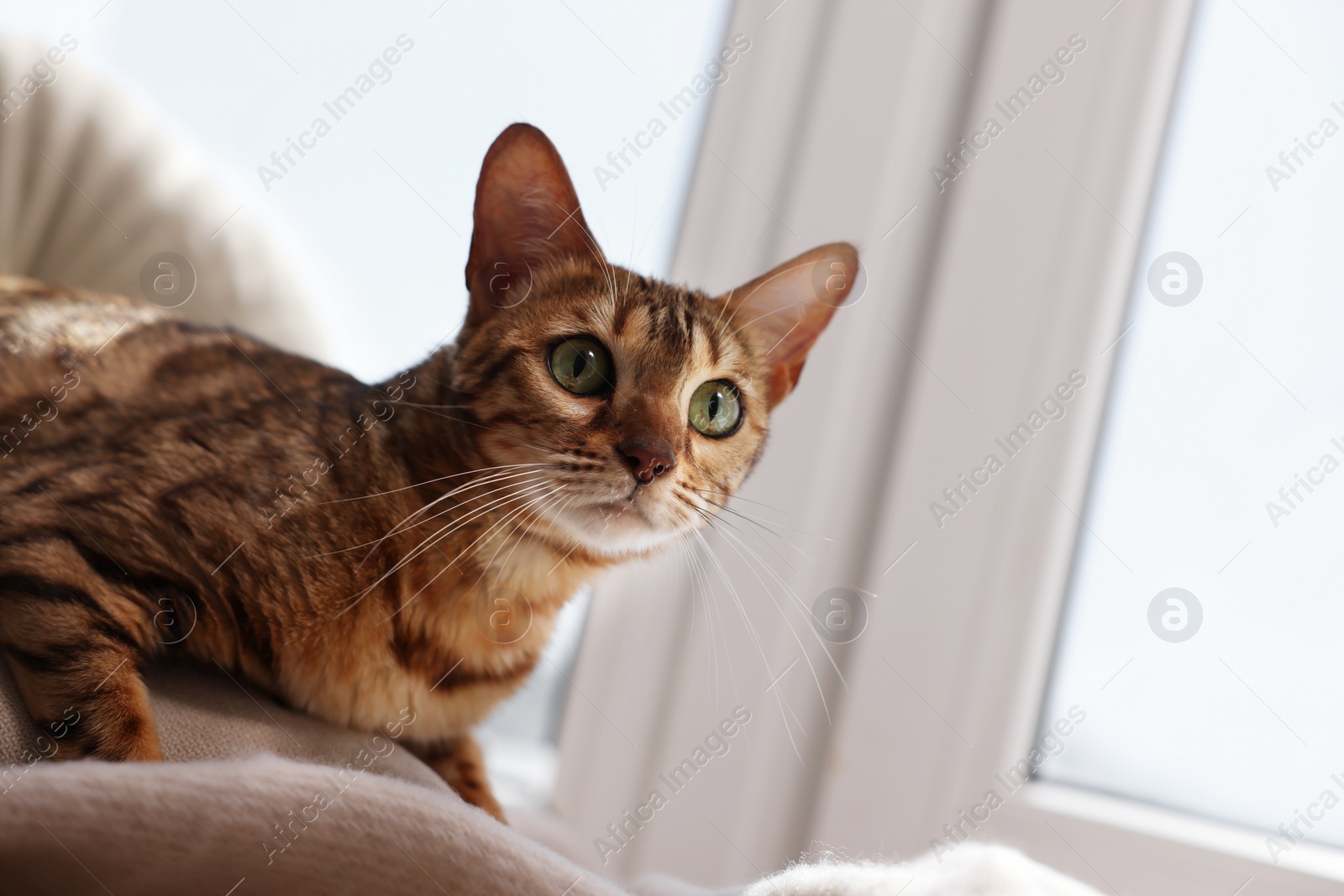 Photo of Cute Bengal cat lying on windowsill at home, space for text. Adorable pet