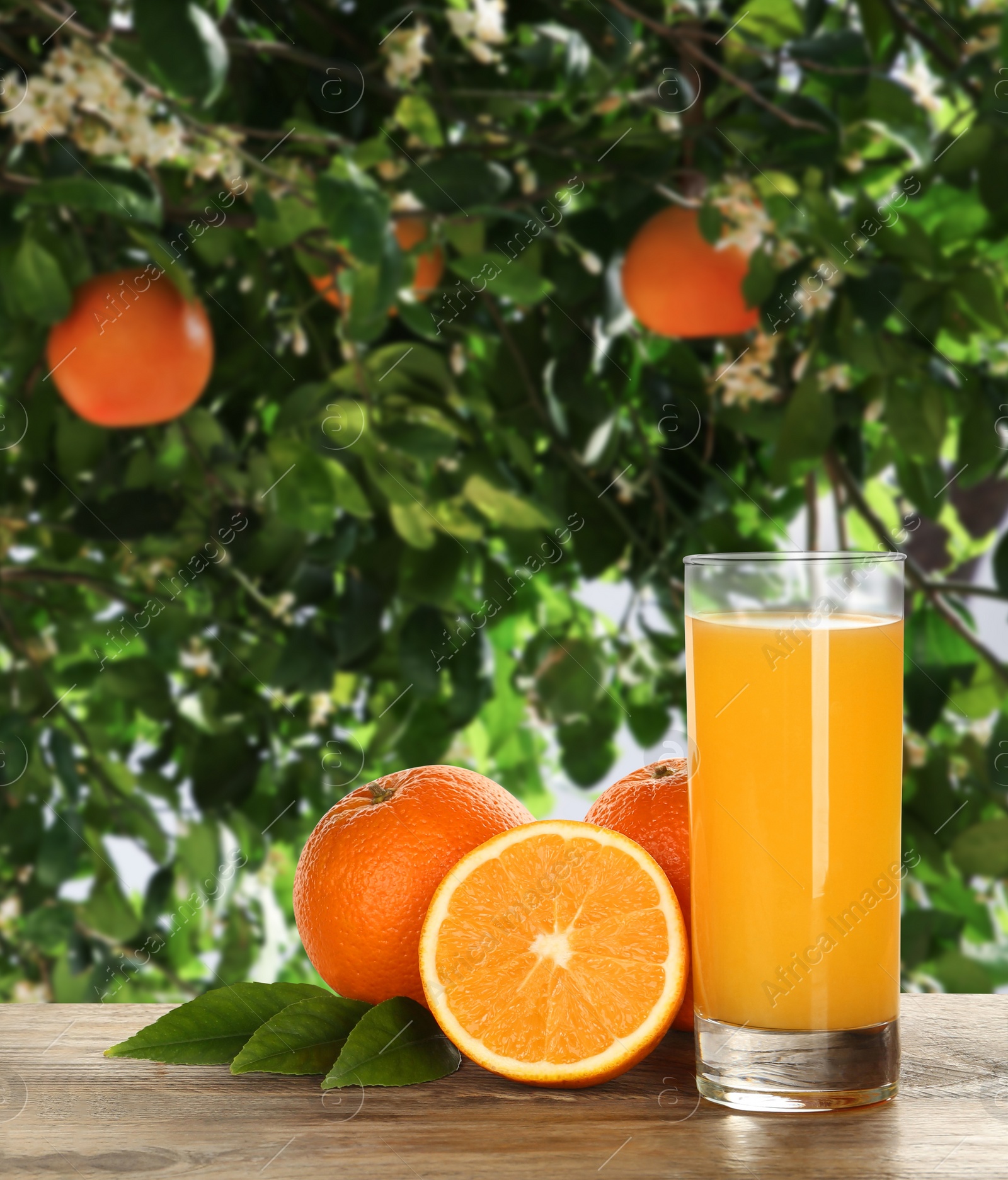 Image of Fresh orange juice on wooden table in orchard. Space for text