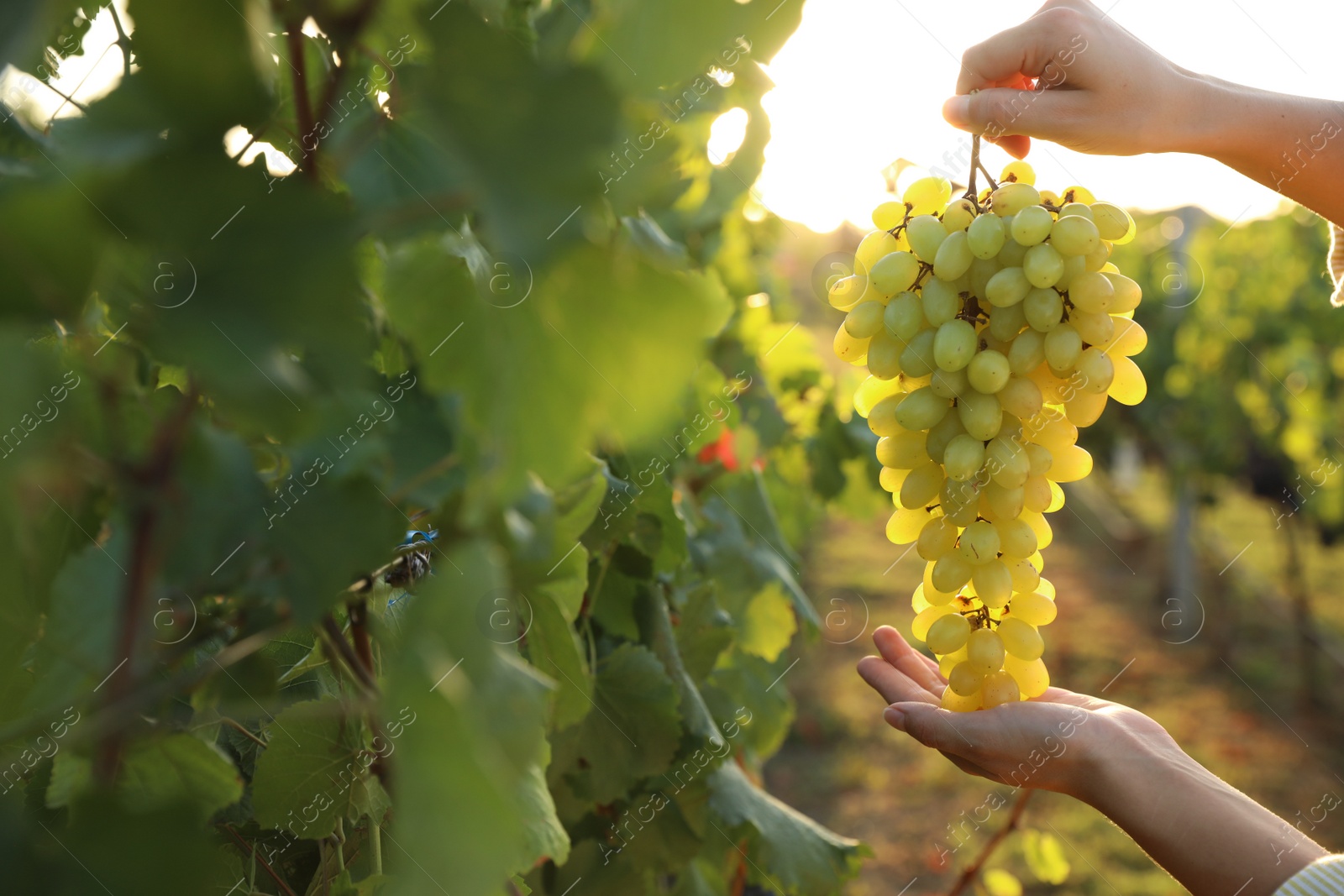 Photo of Woman holding cluster of ripe grapes in vineyard, closeup