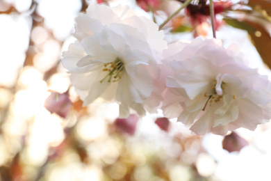 Blossoming pink sakura tree outdoors on spring day, closeup