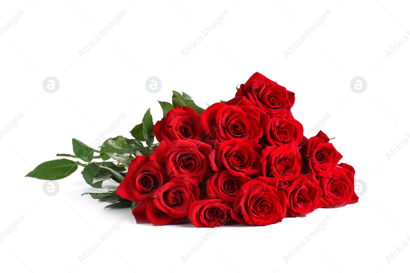 Photo of Beautiful red rose flowers on white background