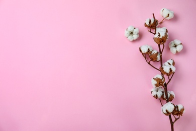 Photo of Flat lay composition with cotton flowers on pink background. Space for text