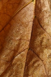 Texture of orange autumn leaf as background, closeup