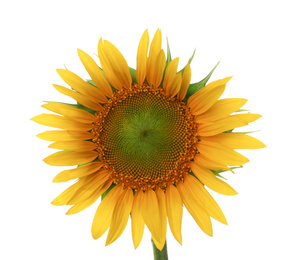 Photo of Beautiful bright blooming sunflower isolated on white